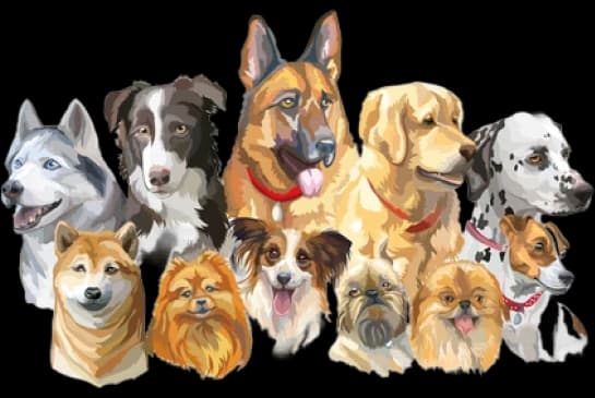 Dog breeds illustration