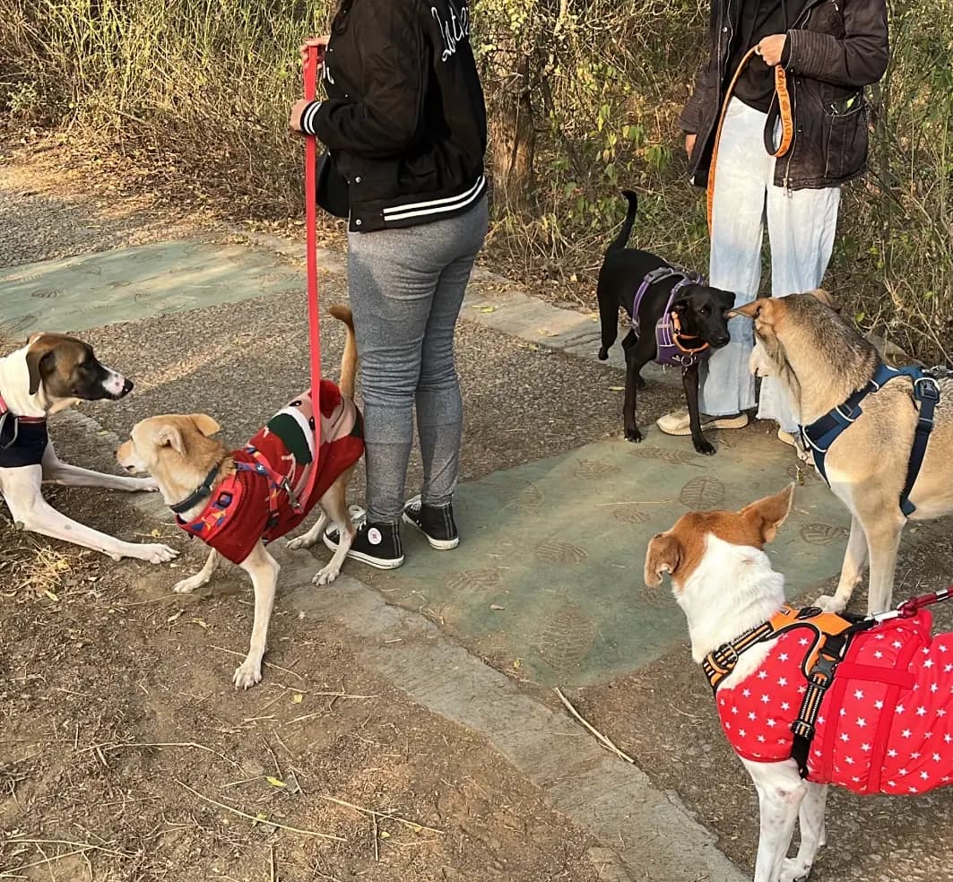 pet on walks with owner