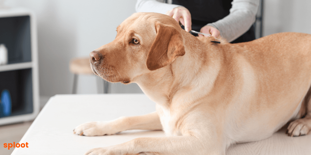 Labrador coat care new arrivals