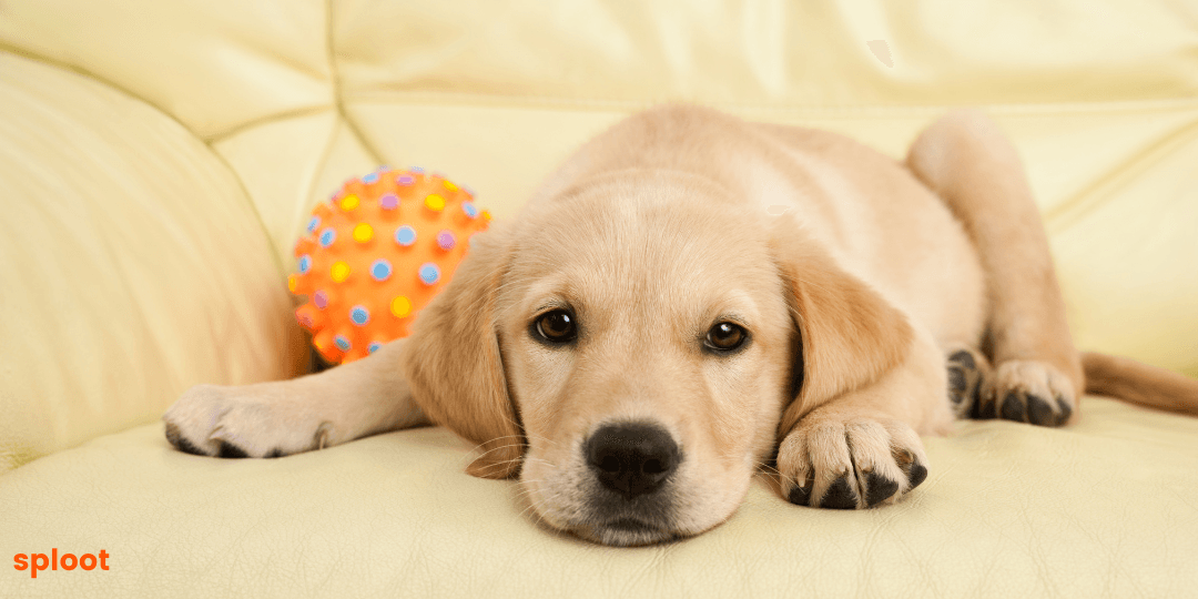 Labrador Puppy Care: Tips for Raising a Happy and Healthy Pup