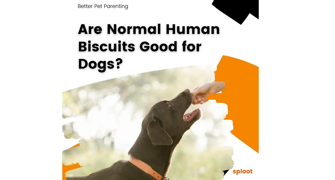 Human biscuits for dogs clearance