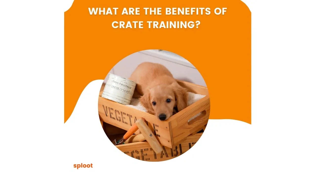 What are the benefits of crate training?