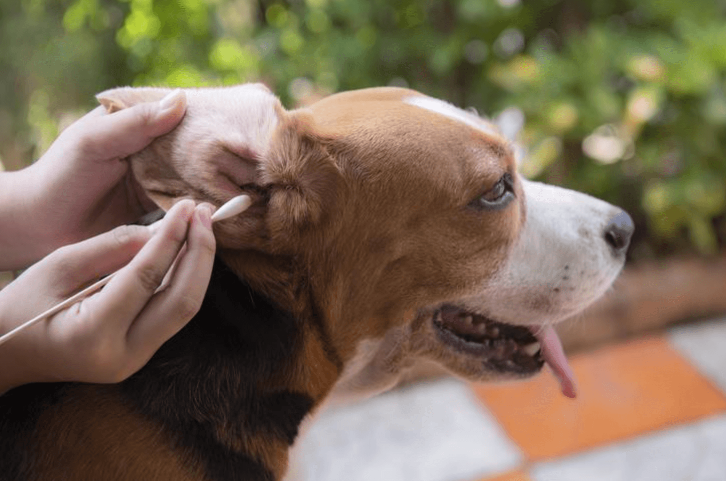 Dog Ear Wax Color Chart & Healthy Ear Care Guide