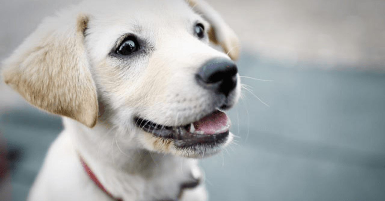 Dog Deworming Schedule: Essential Guide for Every Dog Owner