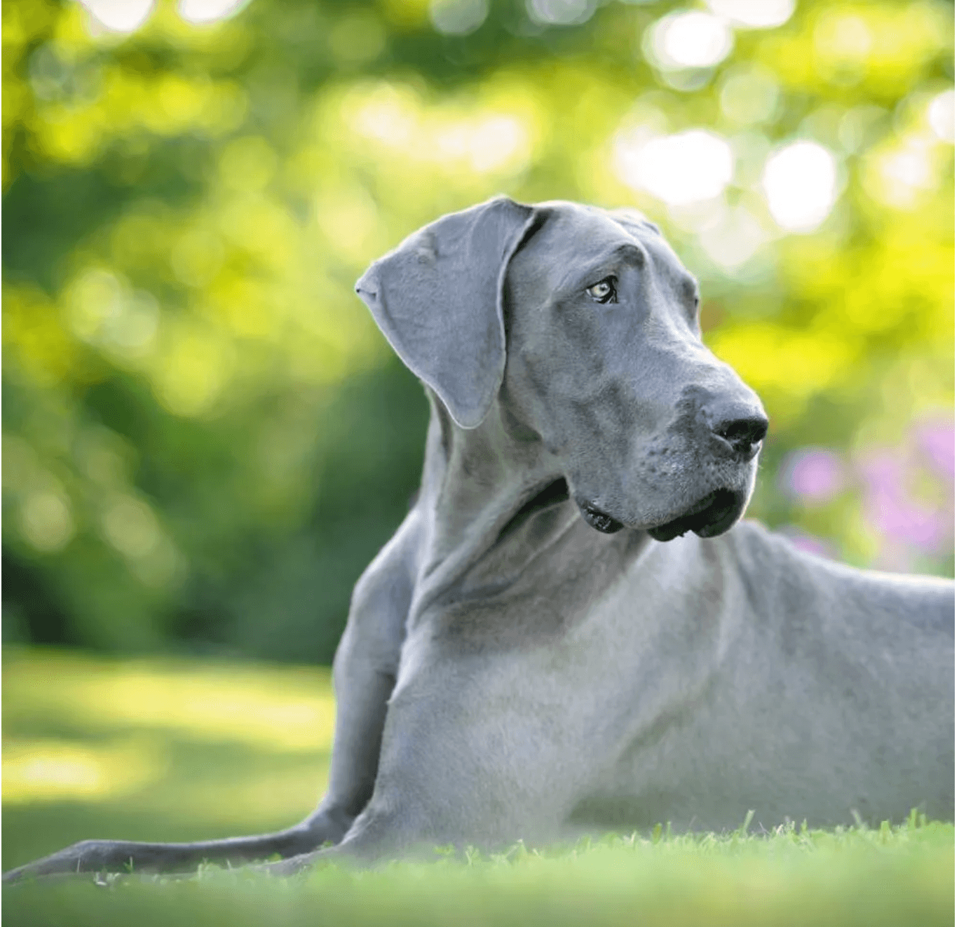 Top Dog Breeds in India That Are Resilient and Loving