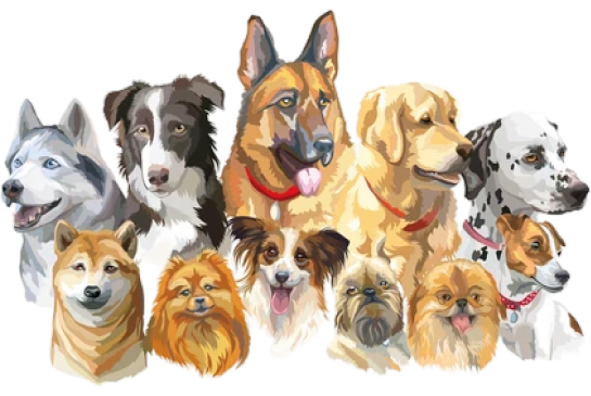 Dog Breeds Banner